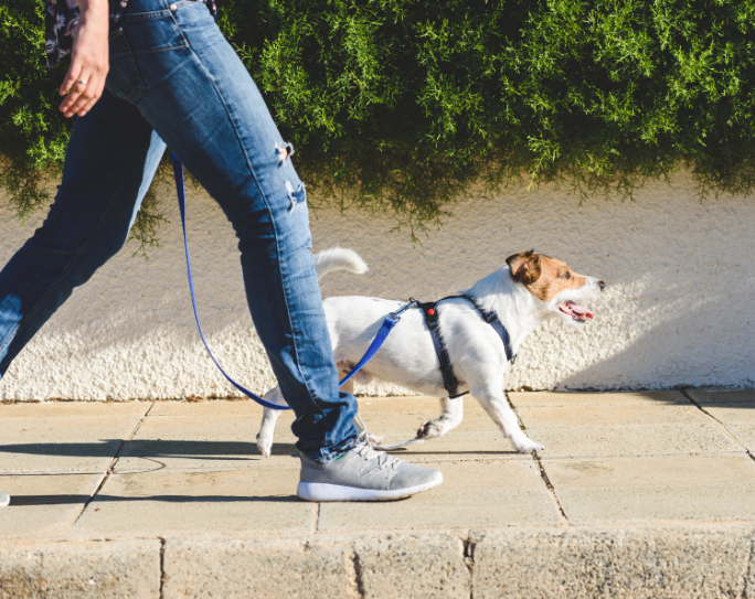 Pet Sitters International highlights important tips this Pet Sitter Safety Month™