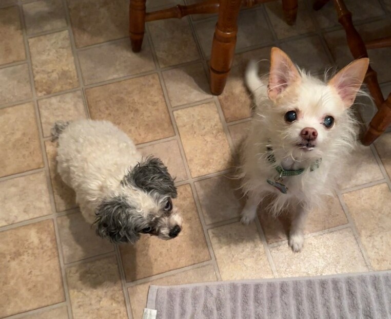 Maryann's Playful Paws