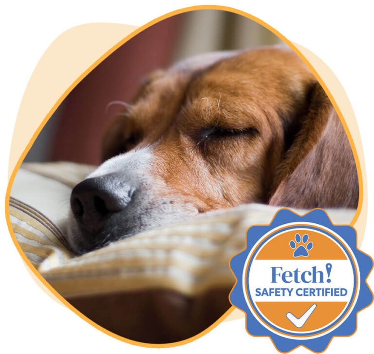 Fetch! Pet Care Greater Chicago