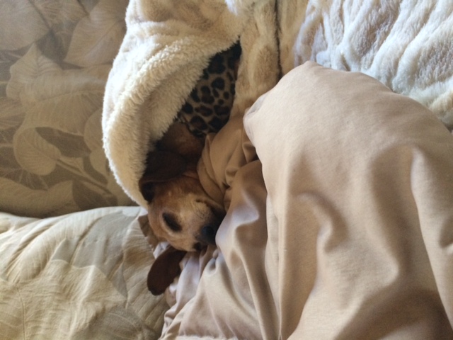 Nanny Jan’s Pawsome Pet Care, LLC