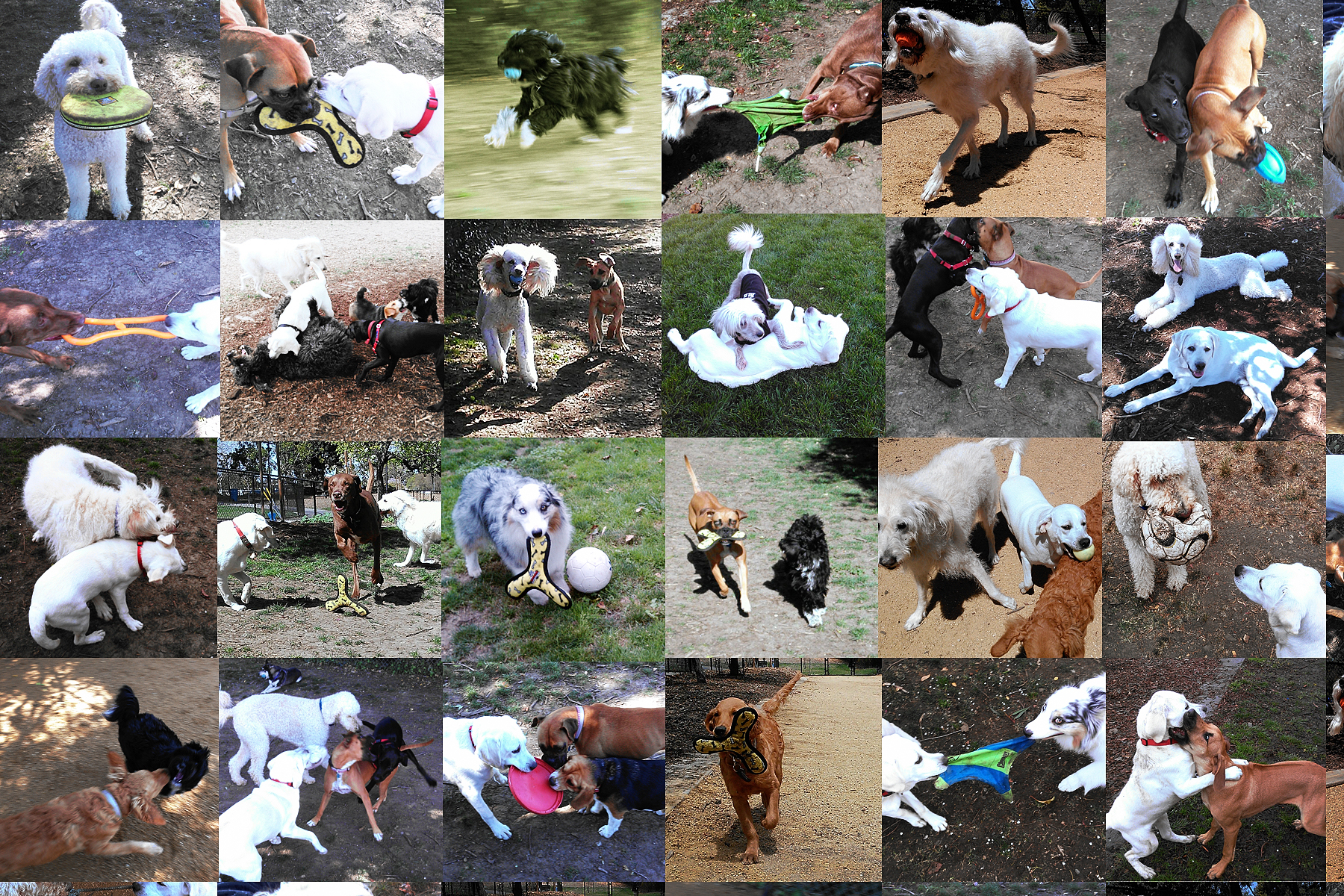 Palo Alto Pet Care