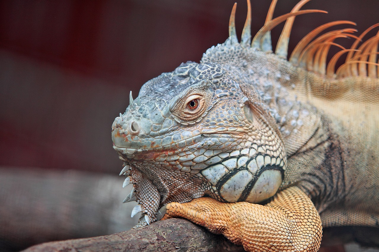 Pet Sitters International advises reptile owners to do their research before securing pet care