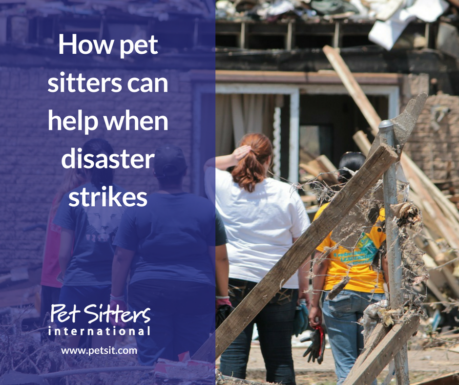 How pet sitters can help when disaster strikes