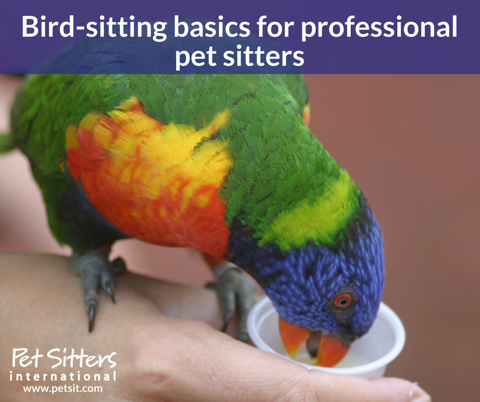 Bird-sitting basics for professional pet sitters