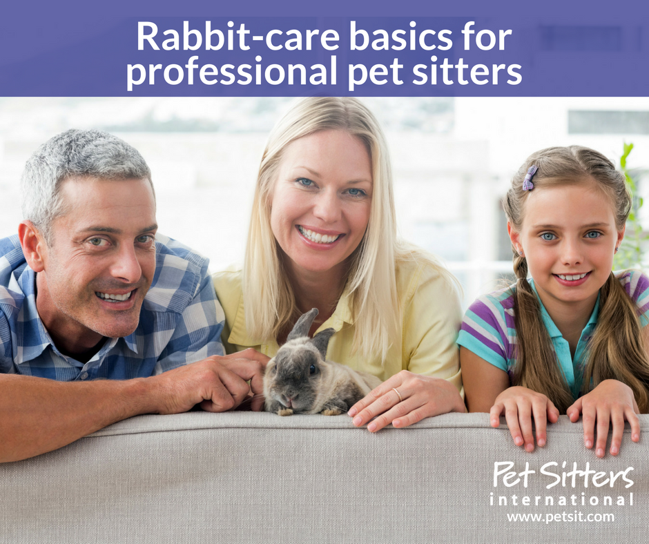 Rabbit-care basics for professional pet sitters