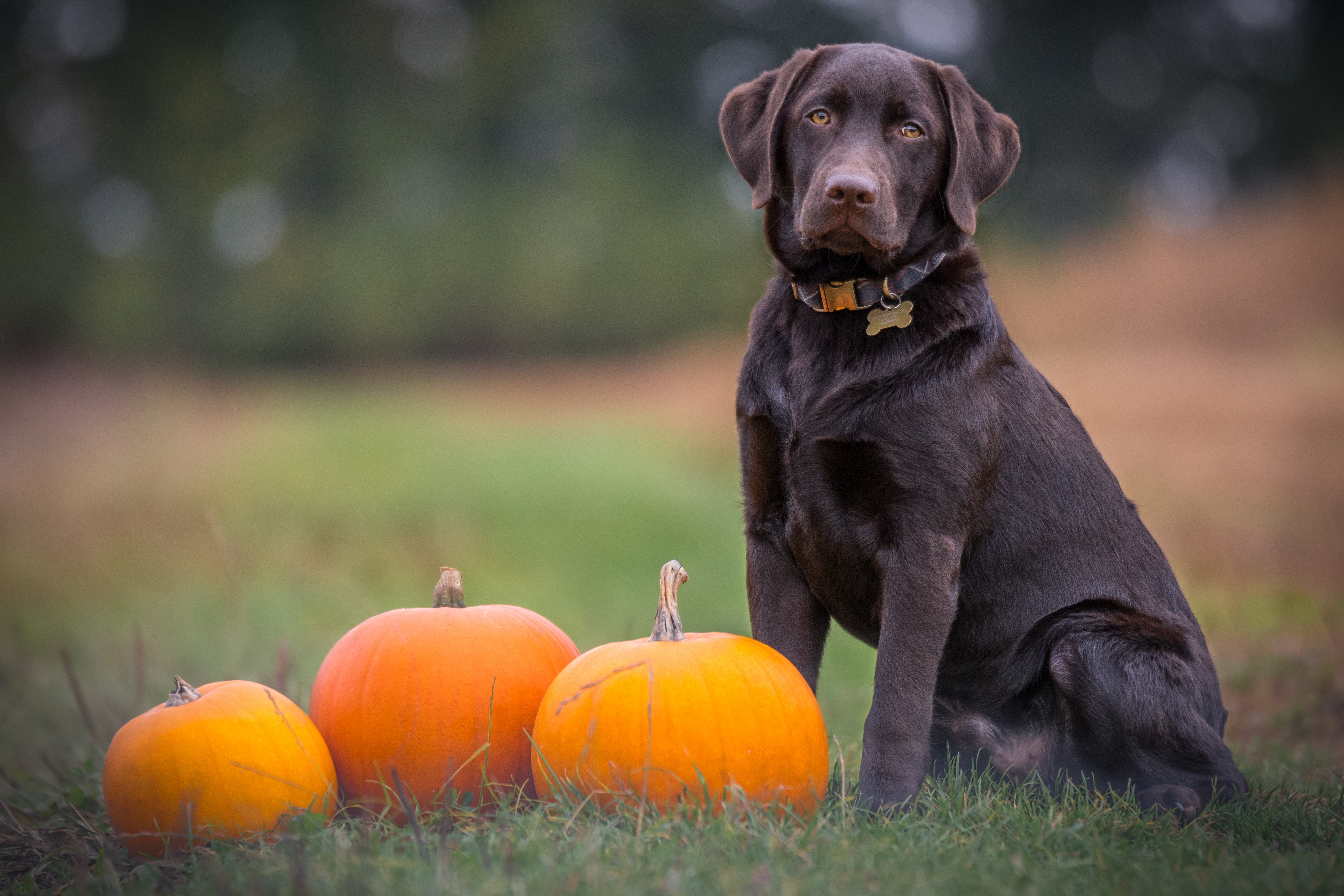 Pet Sitters International offers simple tips to ensure animals aren’t ‘pet-rified’ this Halloween