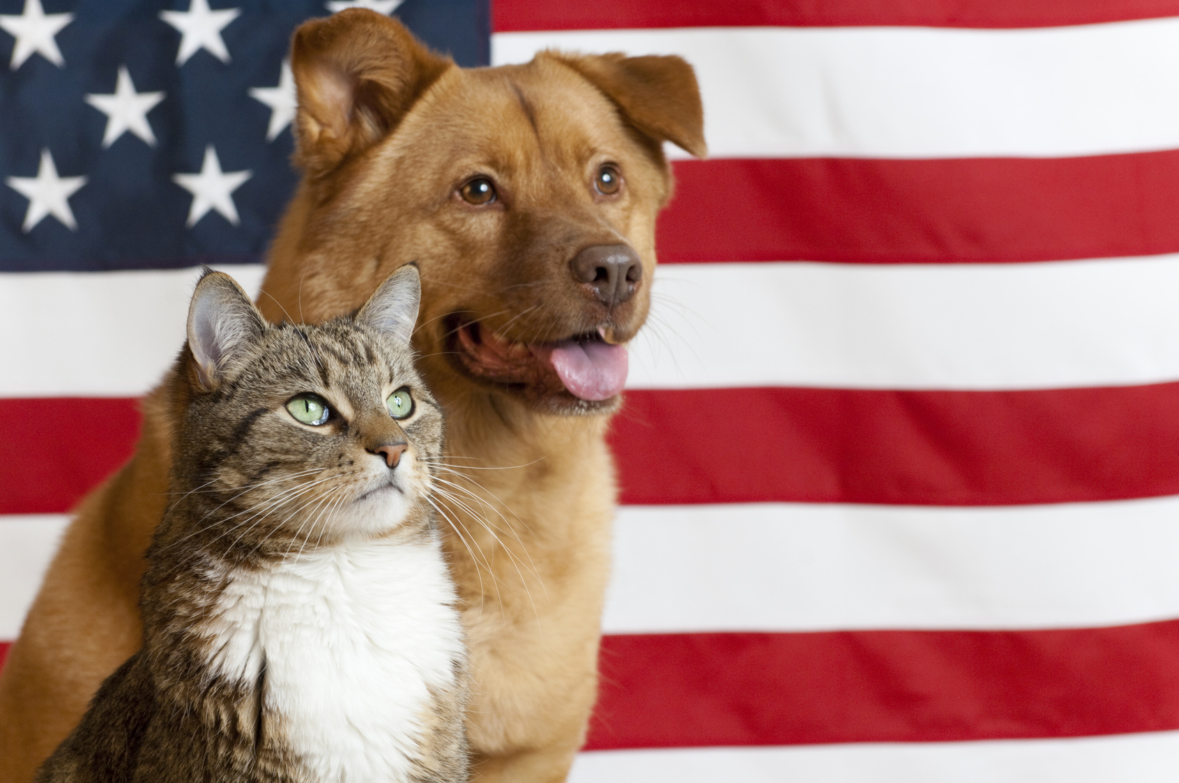 Pet Sitters International offers Fourth of July tips to ensure safe holiday for pets