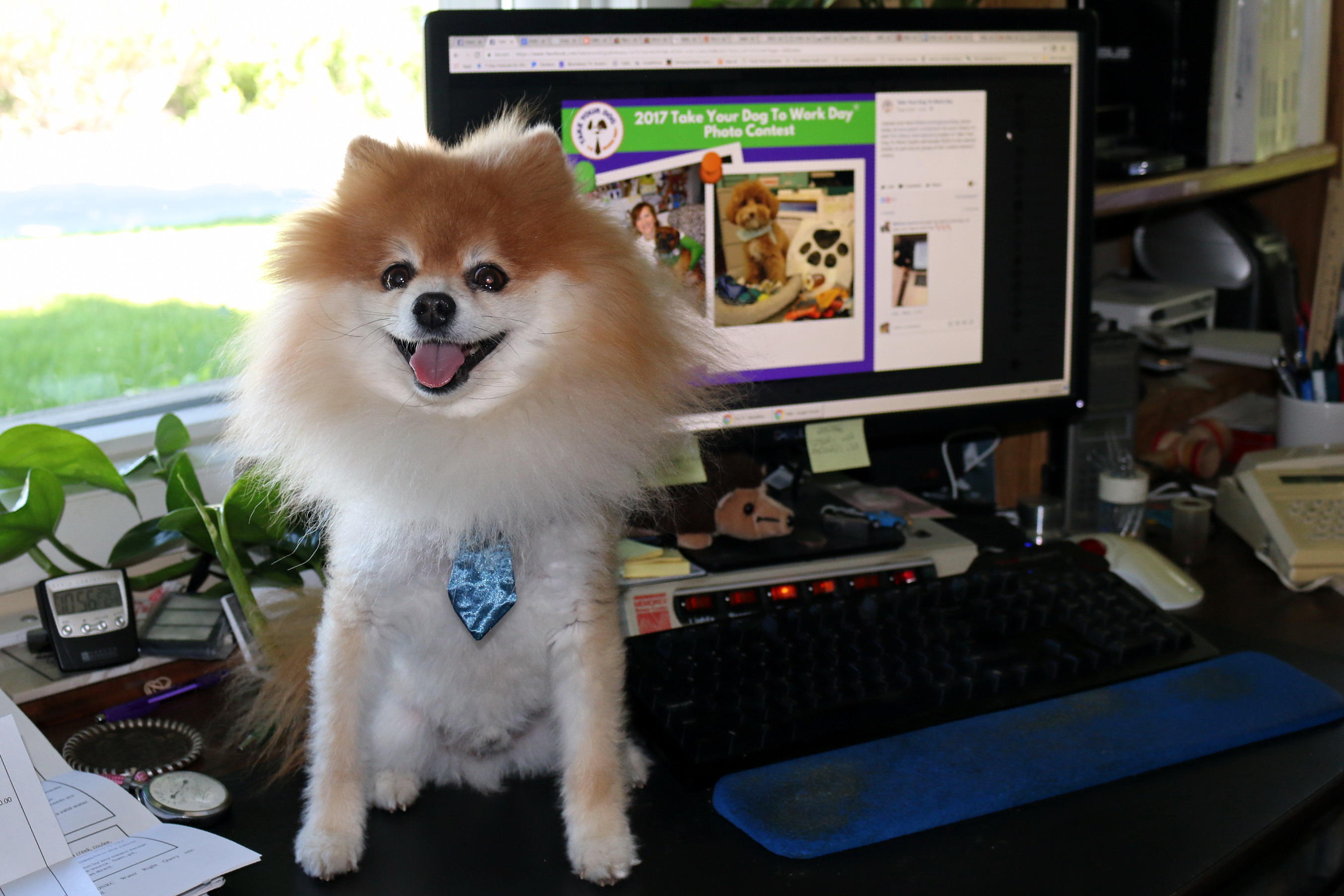 How to make Take Your Dog To Work Day® a success