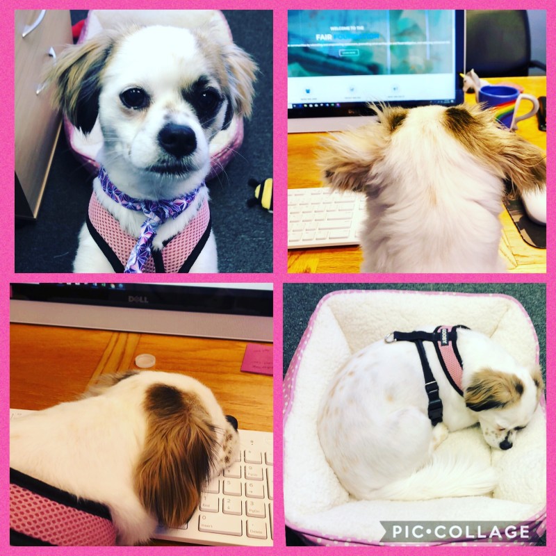 A Ruff and Pawductive Day at the Office