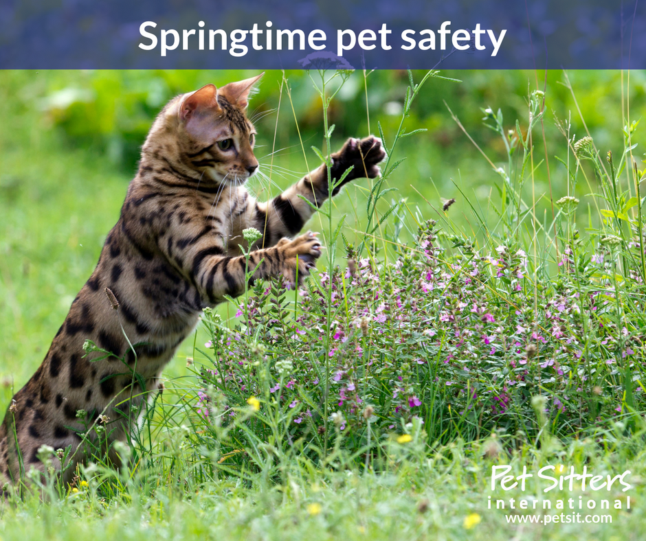 Springtime pet safety