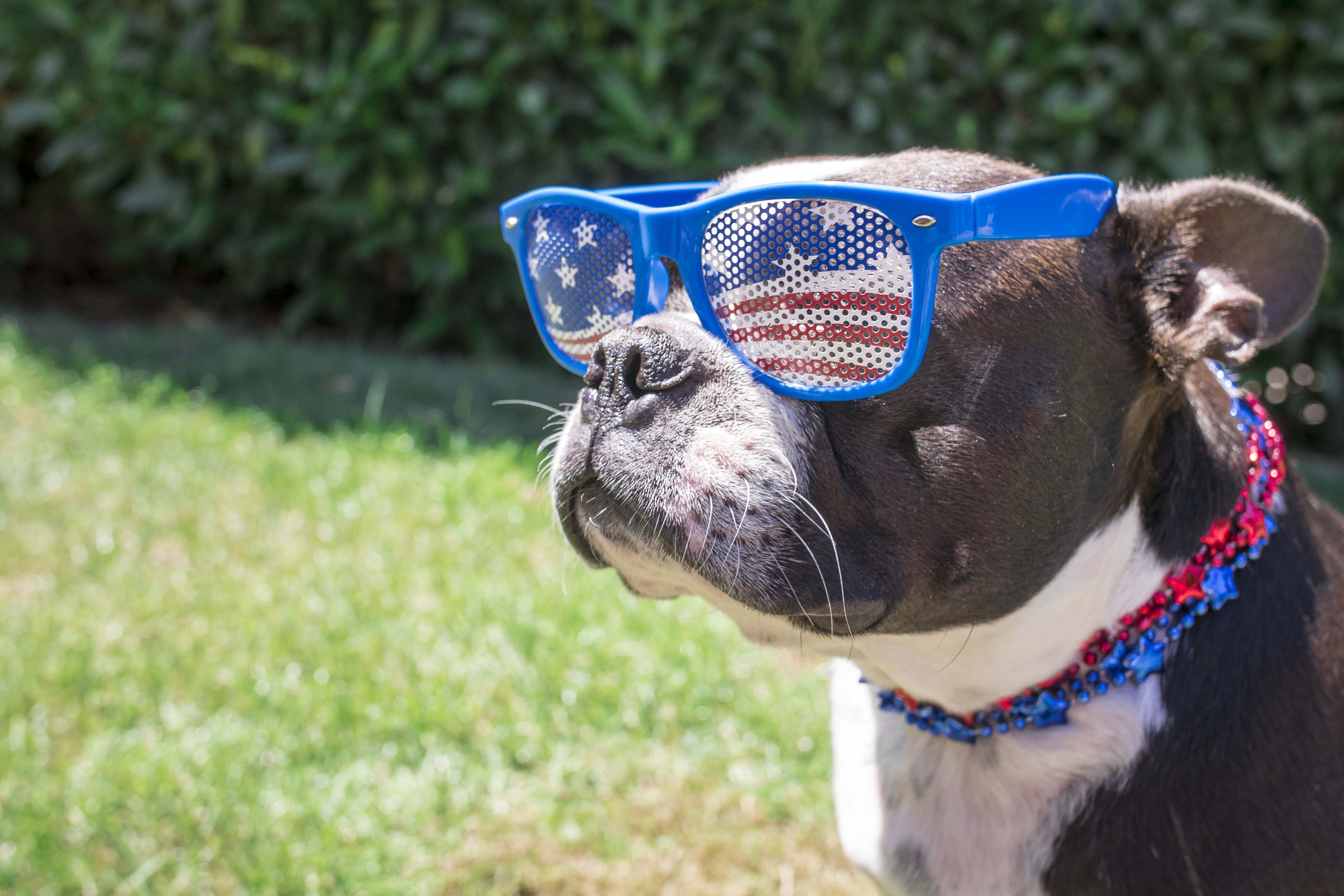 Take precautions this Fourth of July, Pet Sitters International warns pet owners