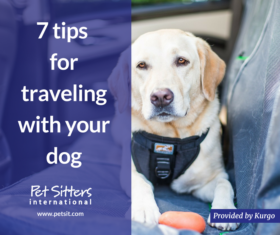 7 tips for traveling with your dog