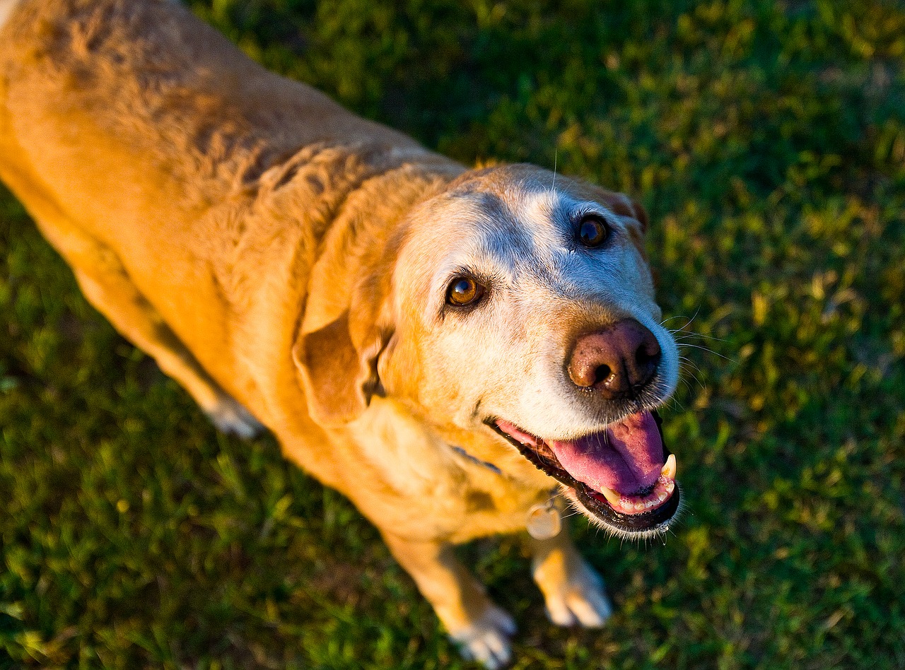 Pet Sitters International offers tips for pet owners seeking care for senior pets