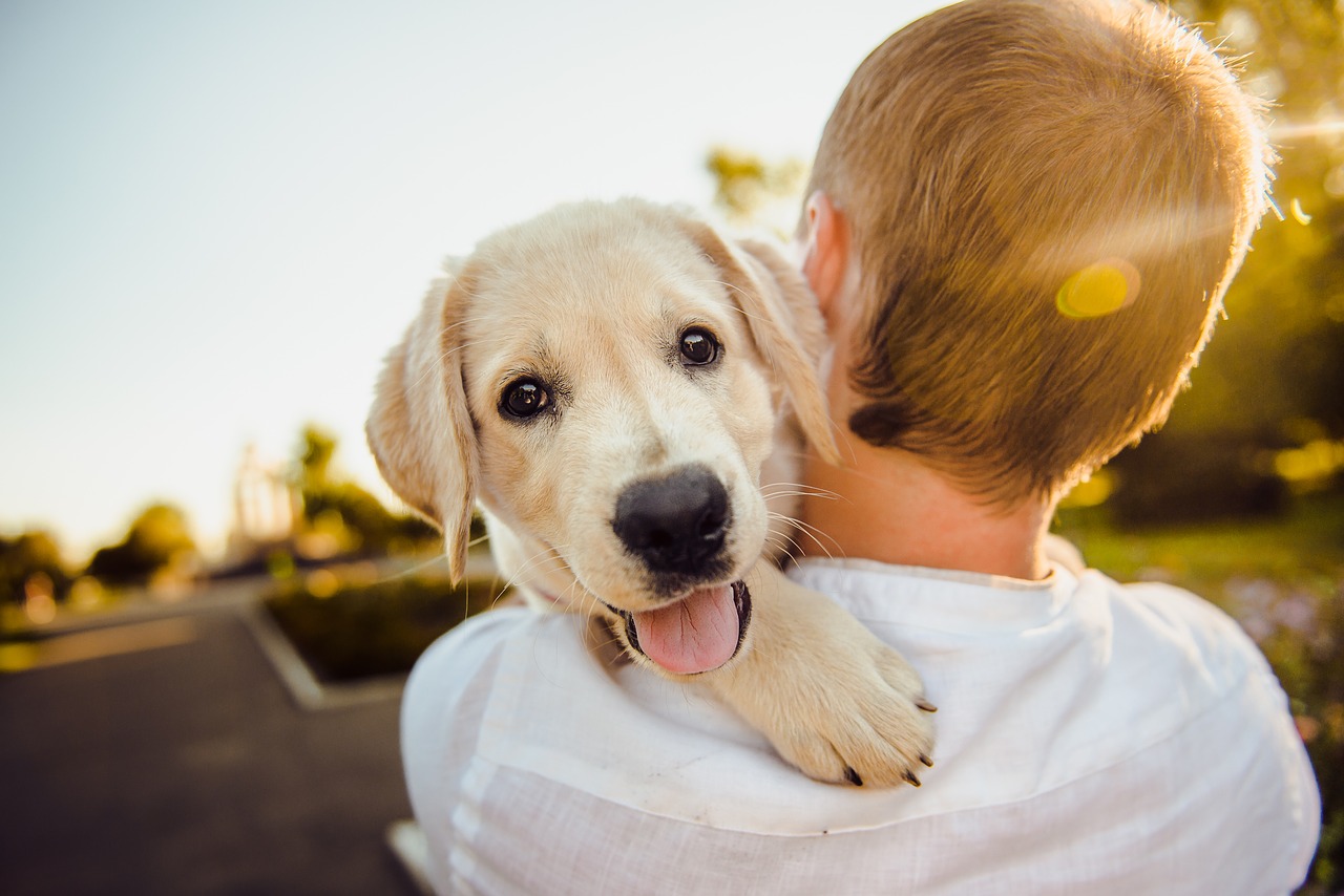 Leave pets in good hands this summer, Pet Sitters International advises