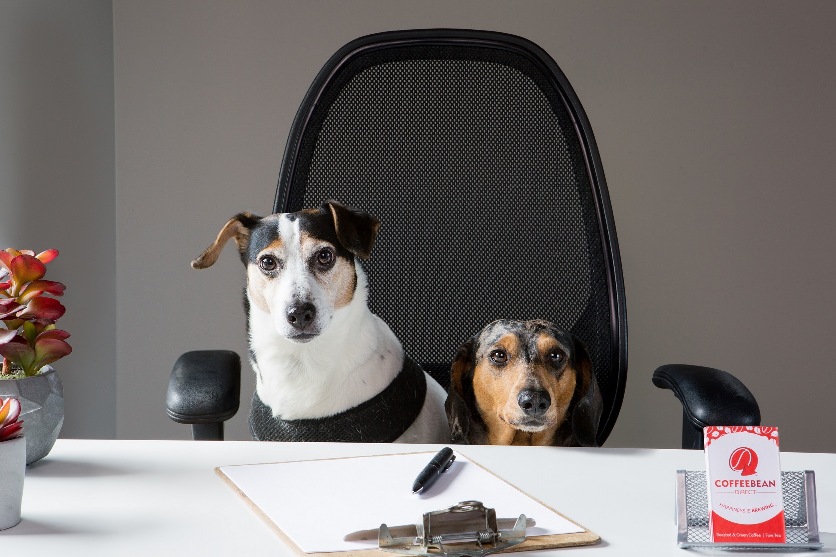 ‘Pet’ perks may pay off for employers, new survey finds