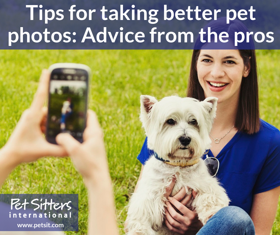 Tips for taking better pet photos: Advice from the pros