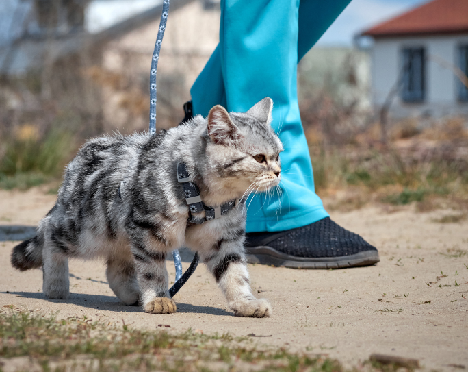 Walking the Cat: Would you add this to your list of services?