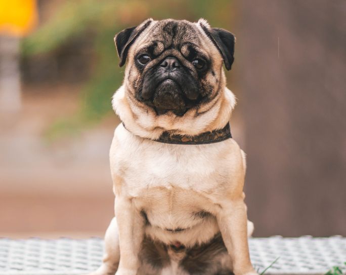 Preventing pet theft: Simple precautions pet lovers can take