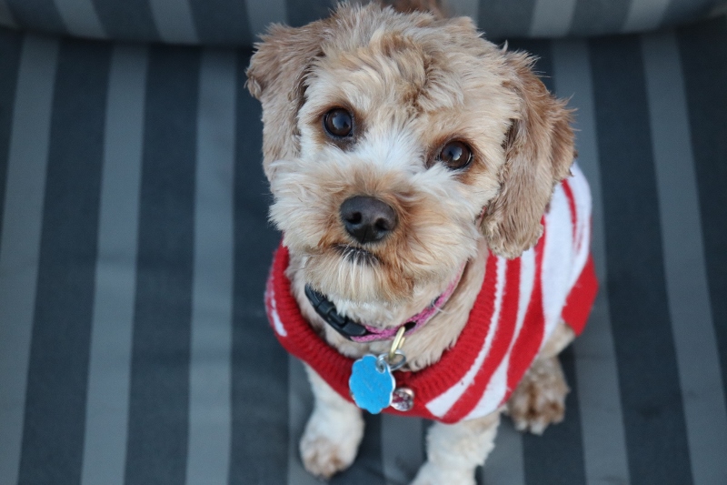 Take precautions to ensure a happy holiday for pets, Pet Sitters International advises