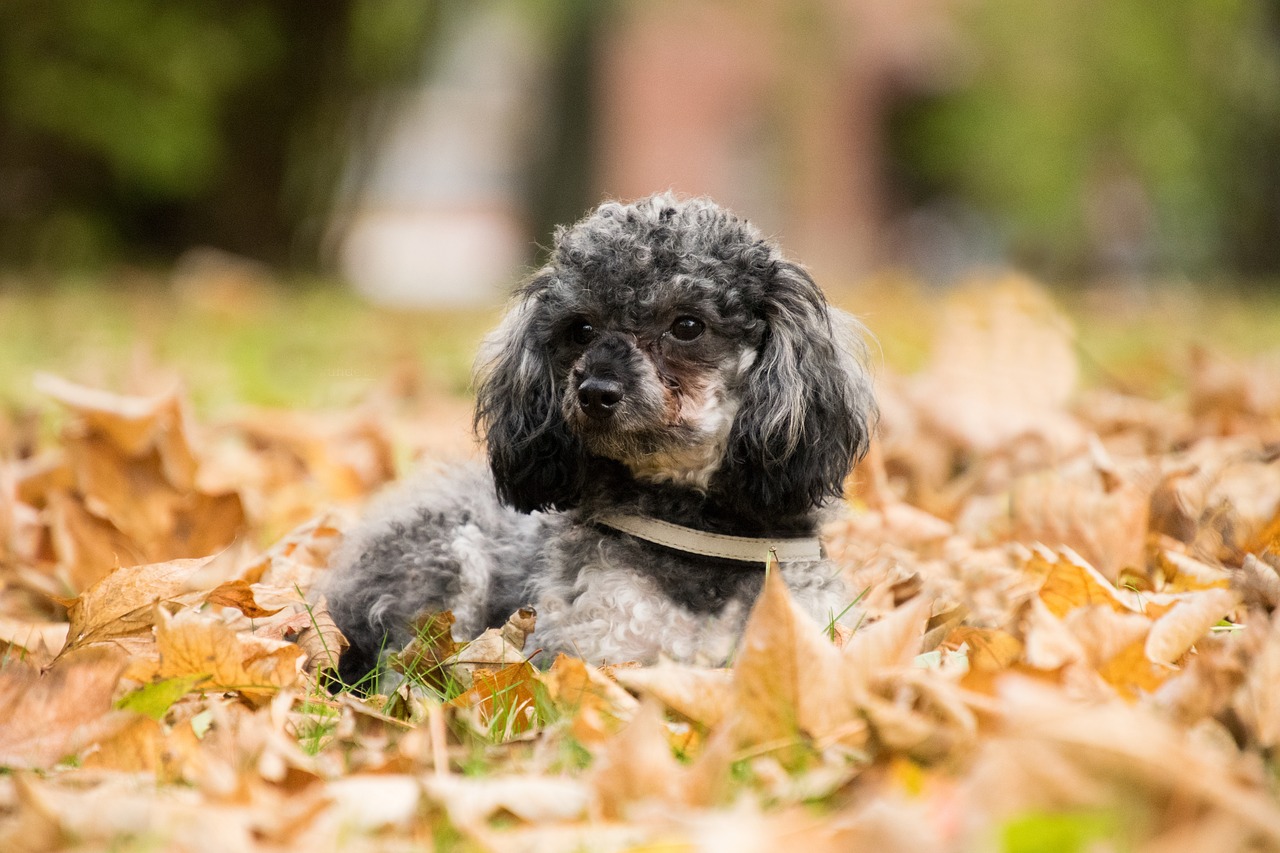 Keep pets’ safety in mind this Thanksgiving, Pet Sitters International advises