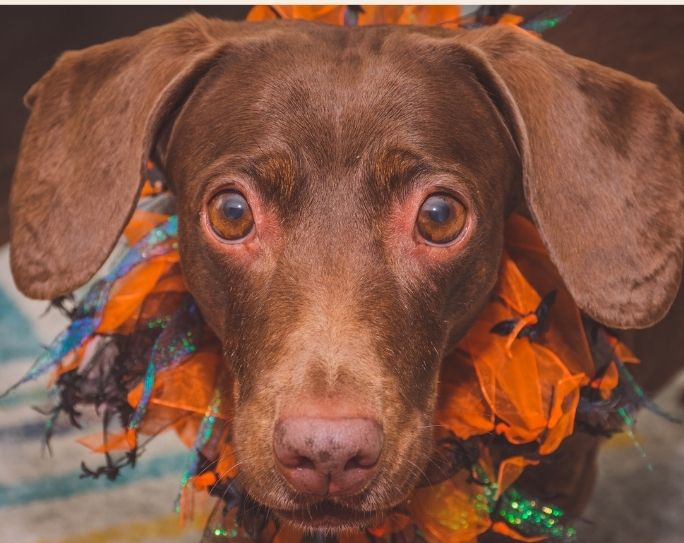 5 tips to ensure Halloween isn’t a nightmare for pets