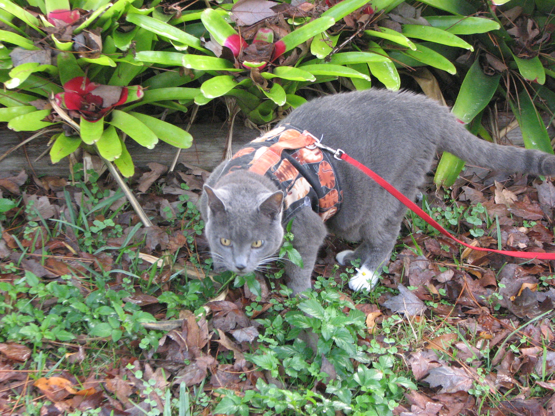 Photo of Smokey provided by Pat O'Shea