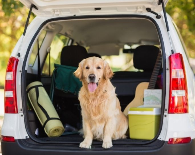 Pet Sitter Tools & Supplies: What’s in your trunk?