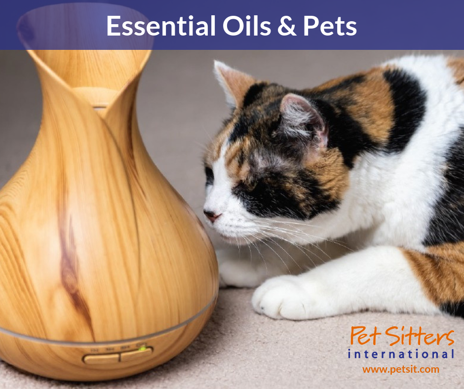 Essential Oils & Pets