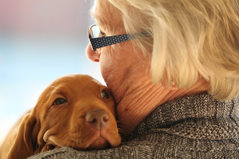 Give your pet the gift of a professional pet sitter this Valentine’s Day, Pet Sitters International advises