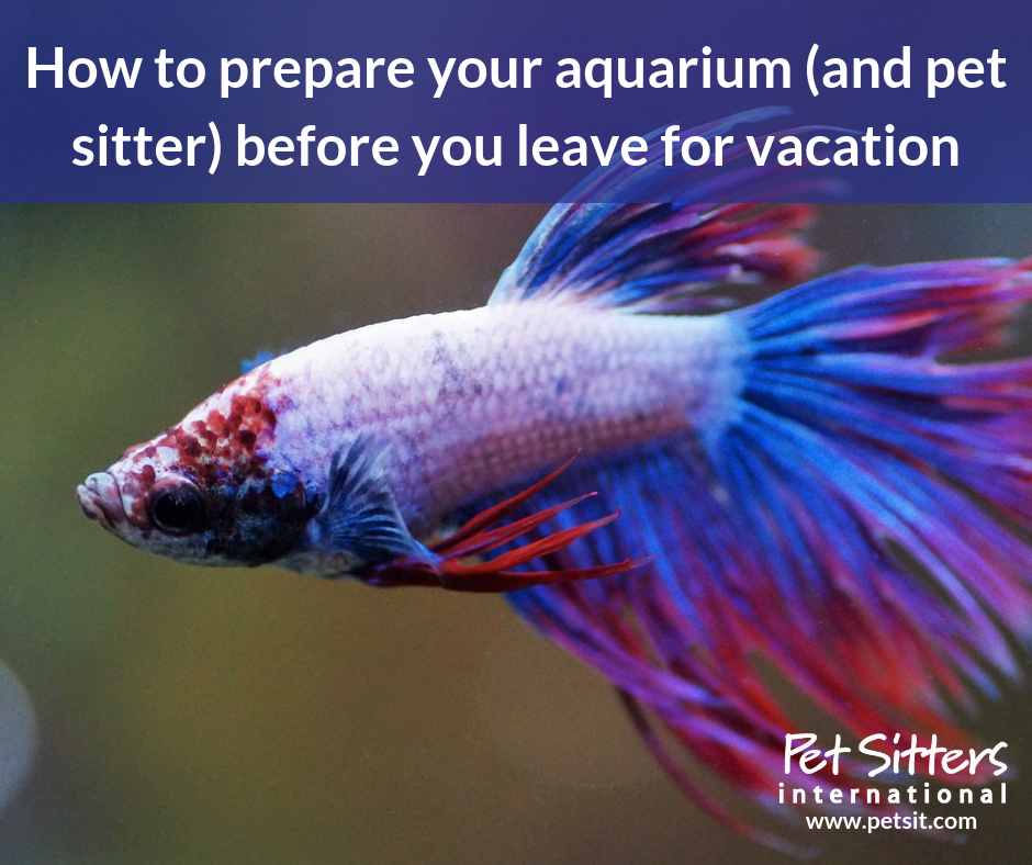 How to prepare your aquarium (and pet sitter) before you leave for vacation