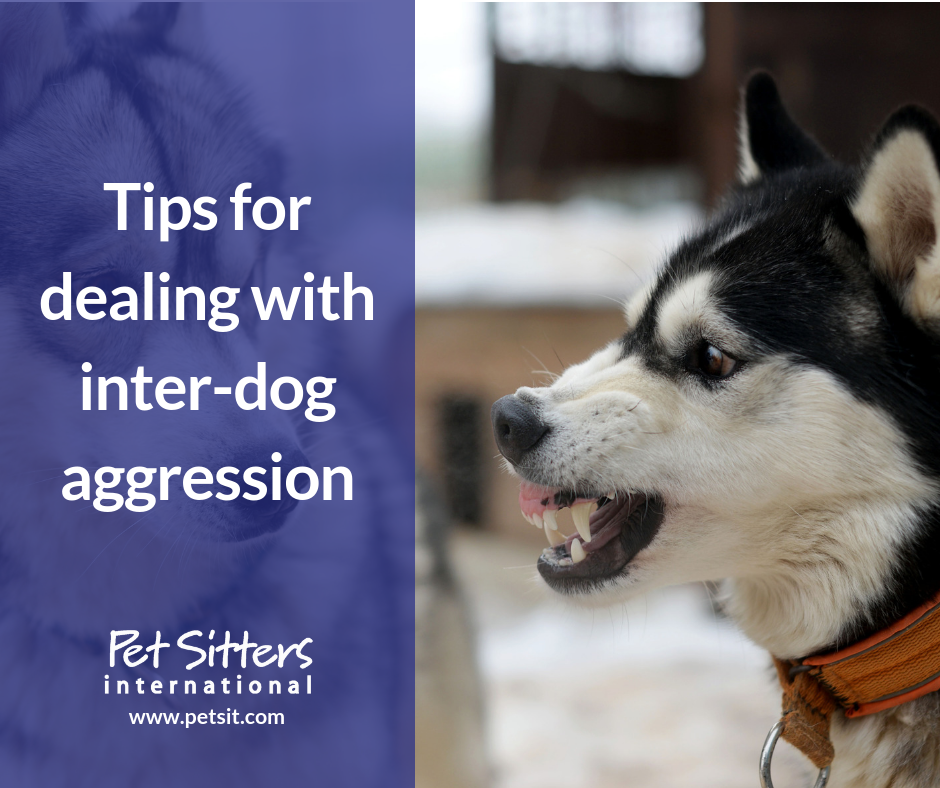 Tips for dealing with inter-dog aggression