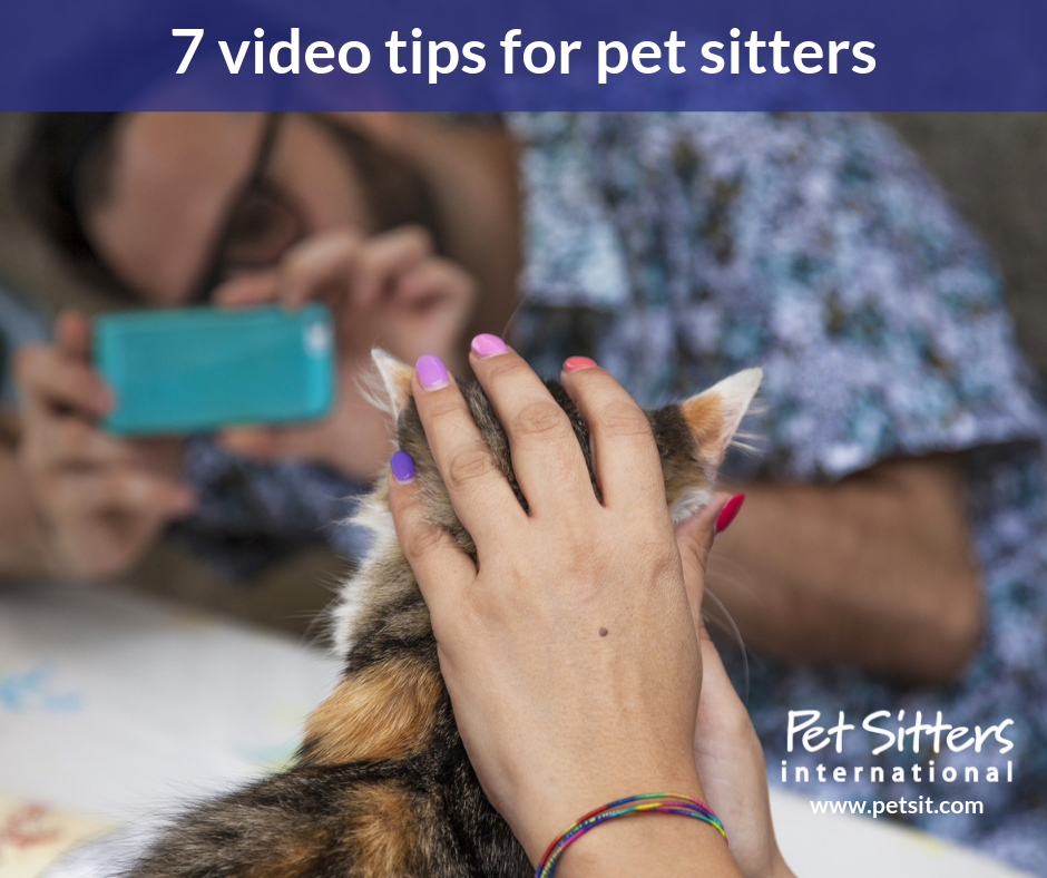 7 video tips for pet sitters