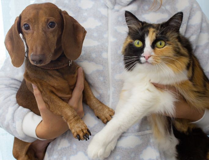 Dogs and Cats In Same Household A small brown dachshund and calico cat are held by person wearing cloud-print fleece