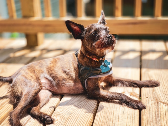 Pet Sitters International offers tips for finding a pet sitter for your last-minute summer trip