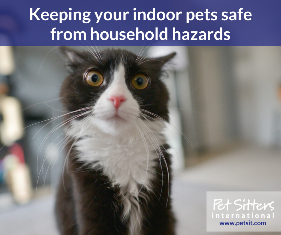 Keeping your indoor pets safe from household hazards