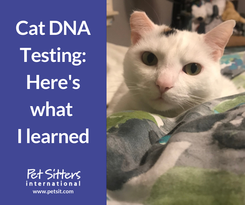 Cat DNA Testing: Here’s what I learned