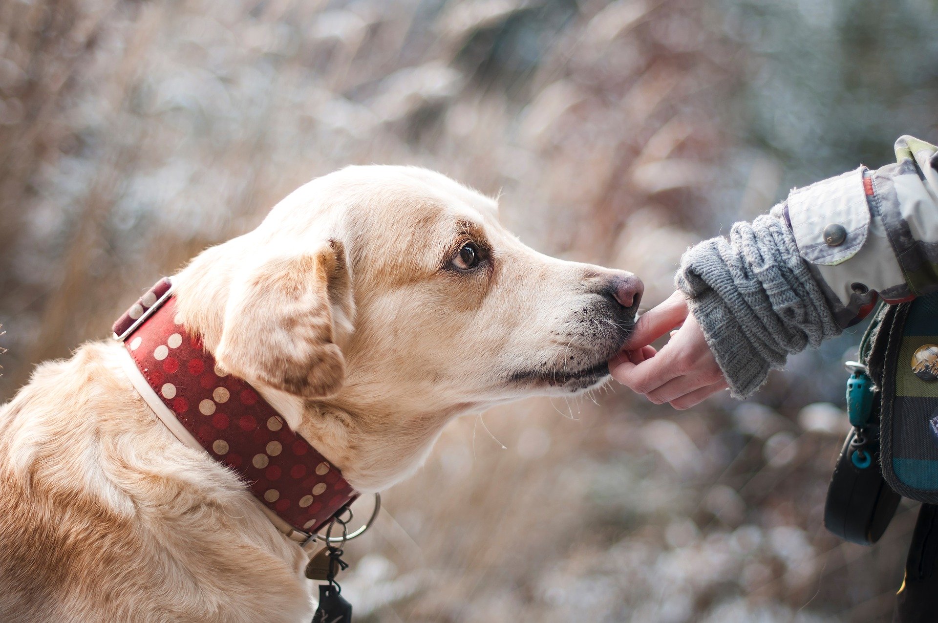 New Pet Sitter Skills Assessment