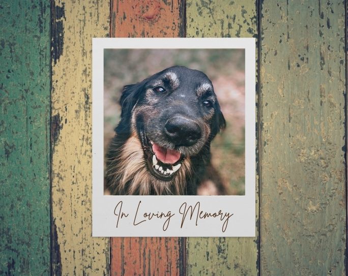 Pet Loss Memorial Gift Ideas for Pet Sitters and Dog Walkers [Exclusive Member Content]