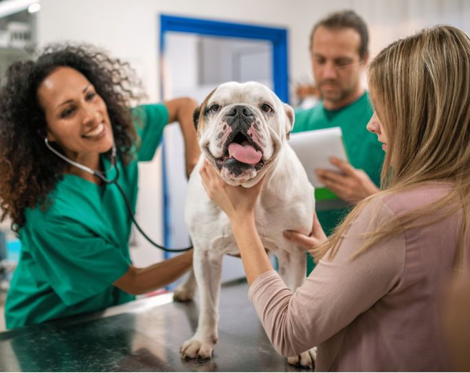 The Importance of Networking with Veterinarians and Other Pet Pros