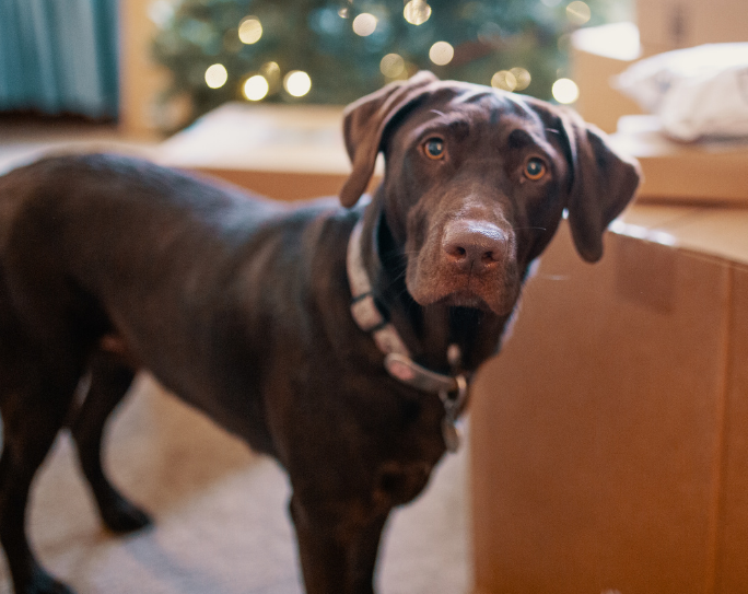 PSI’s new survey data indicates now’s the time to book your holiday pet sitter