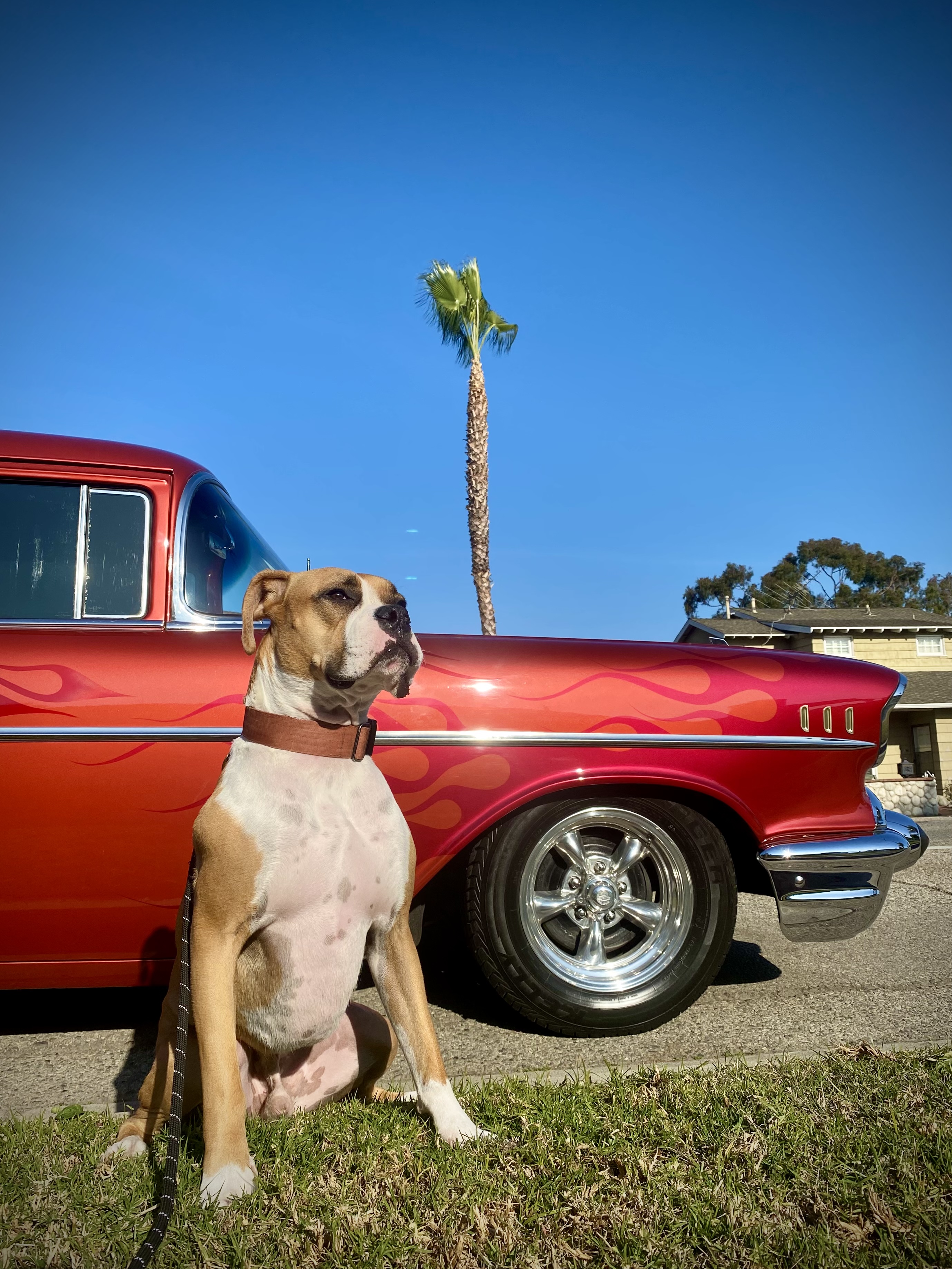 Dog sitter long store beach