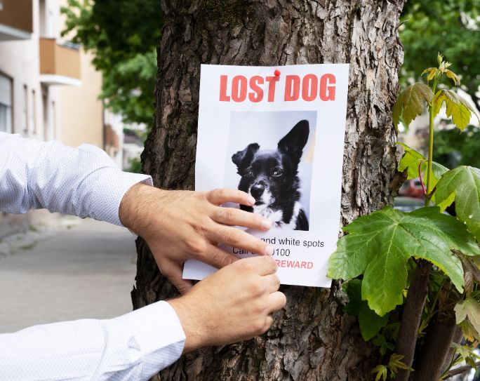 No Lost Pets: Preventing Cats and Dogs from Escaping While in Your Care