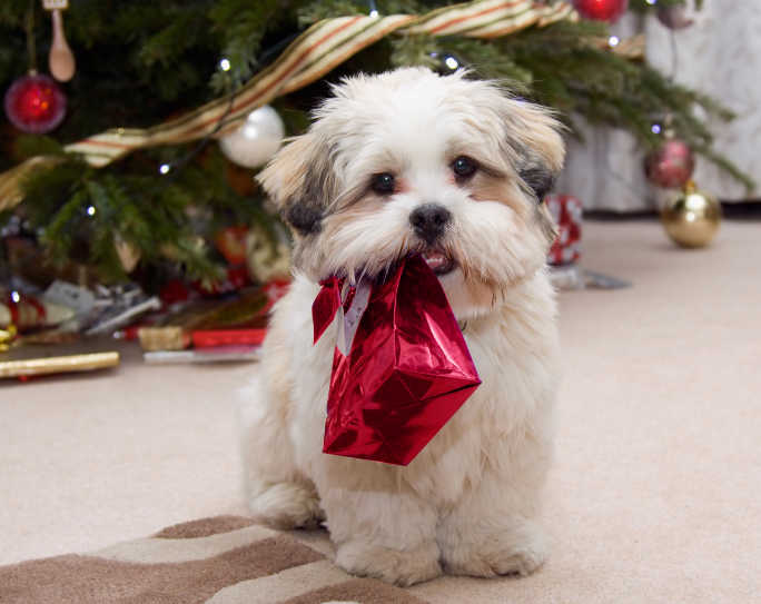 What should you gift your pet sitter this holiday season?