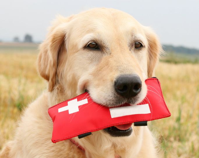 yellow Labrador retriever dog in a field holding a red pet first aid kit bag in mouth