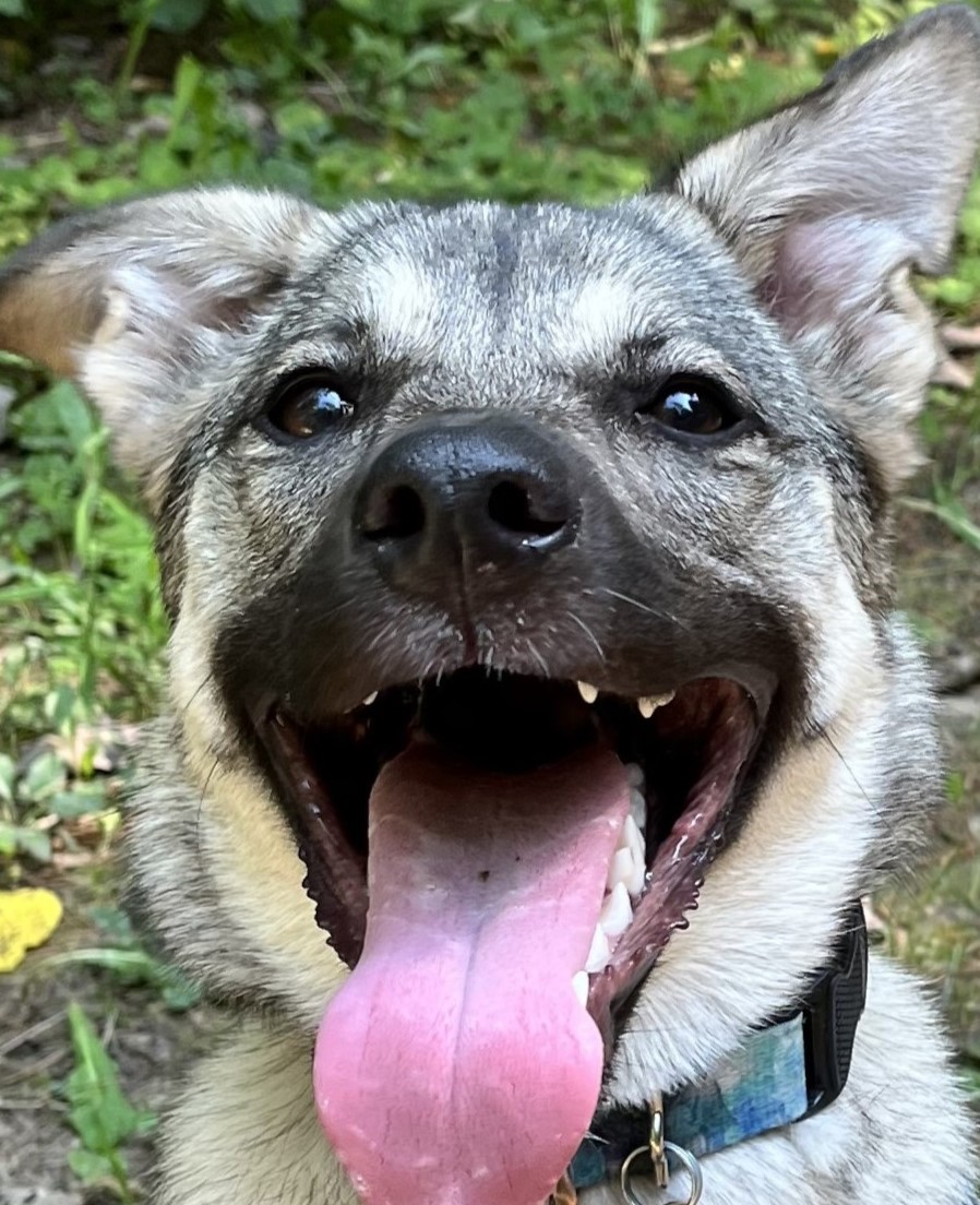 Aiyana's Pack Walk