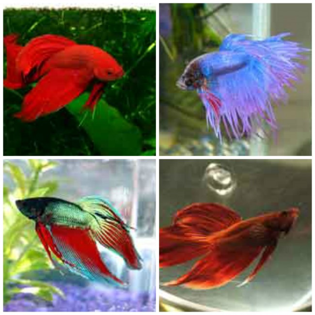 different kinds of betta fish