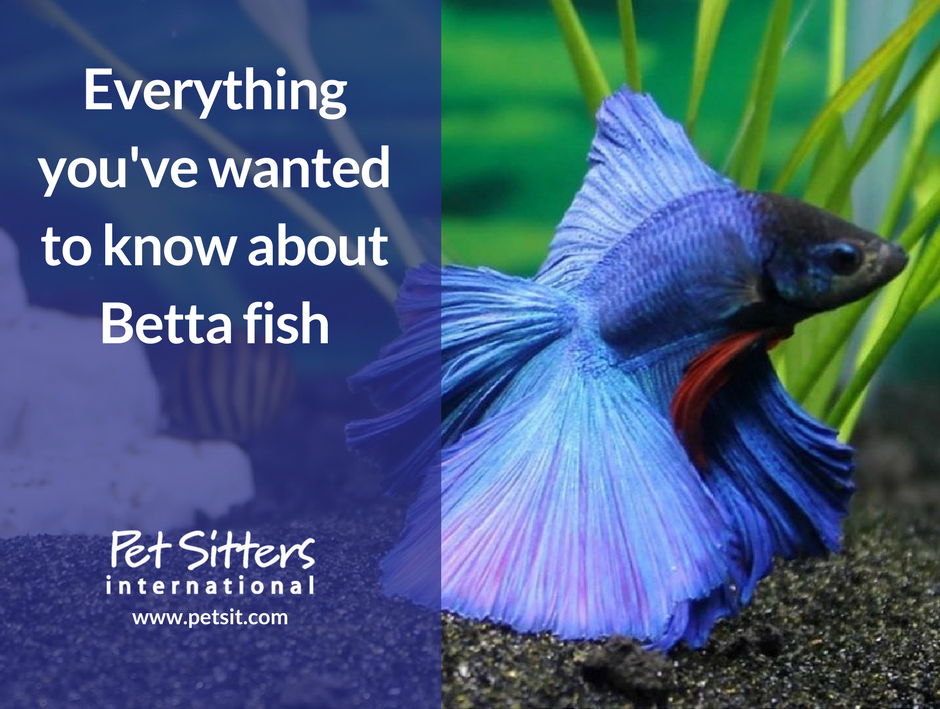 my betta fish