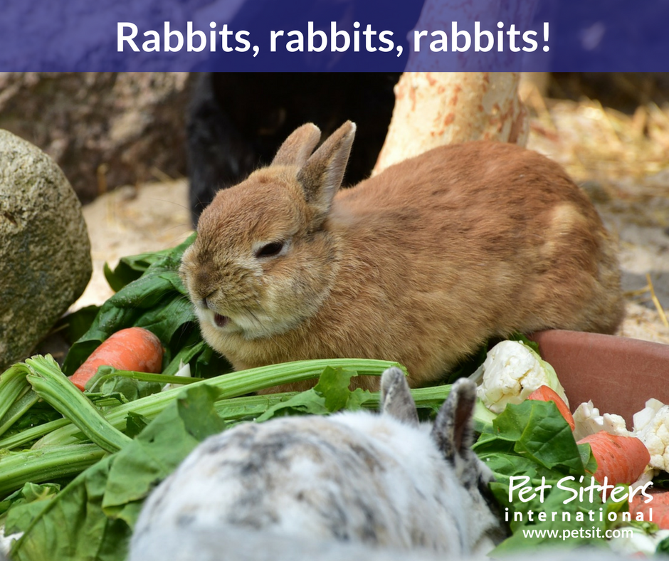 Rabbits, rabbits, rabbits!