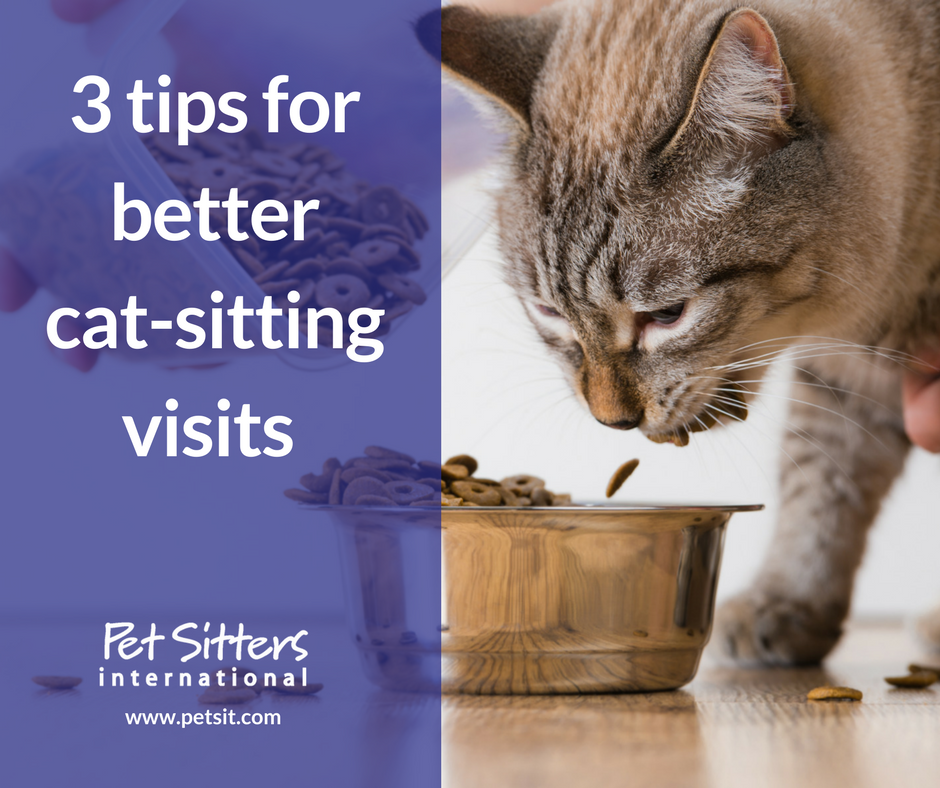 Cat-sitting services: 3 tips for better cat sitting