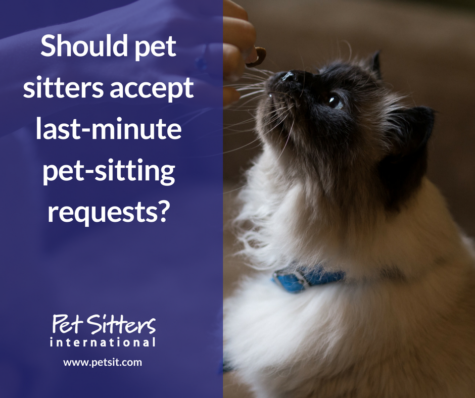 Last-minute pet-sitting requests…Should pet sitters accept them?